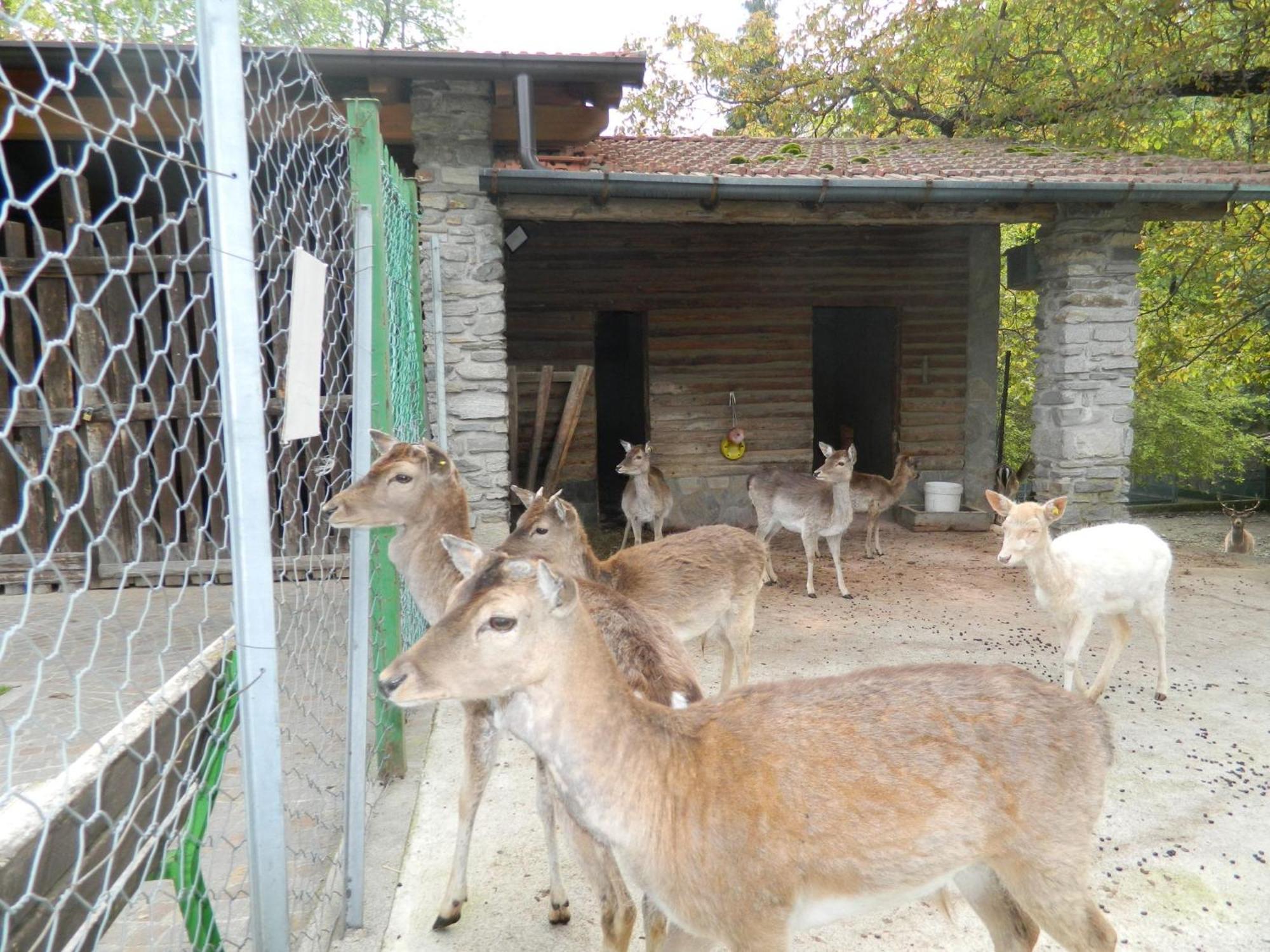 Lago Maggiore Holiday House, Lake View, Vignone Dumenza Esterno foto